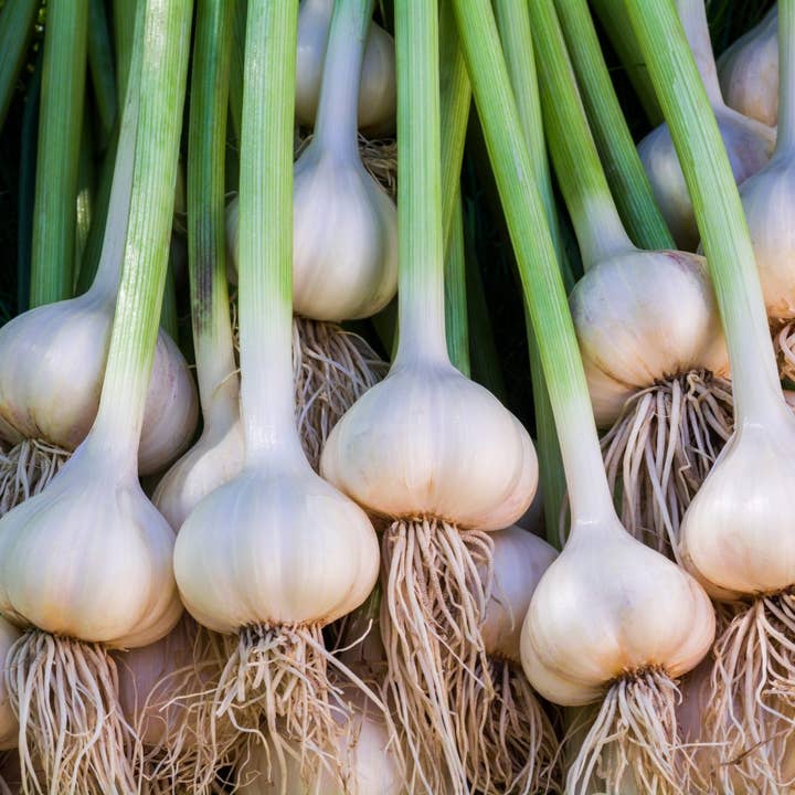 Garlic Herbal Tincture for wholesale by Daydream Organics | Prairie Doctor Brand