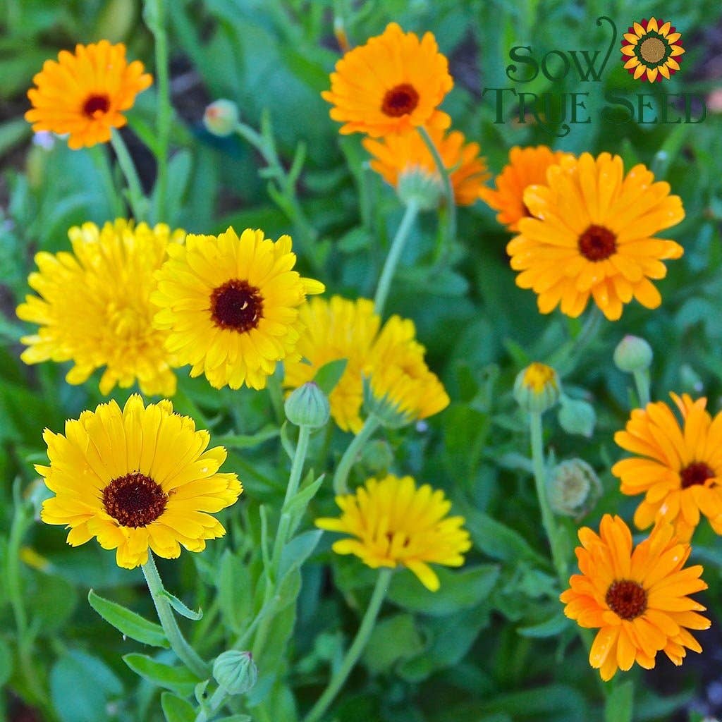 Sow True Seed - Wholesale Plant Seeds - Calendula Seeds - Pacific Beauty2