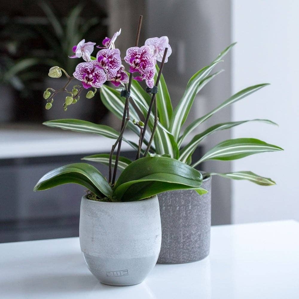 The Little Botanical – wholesale Live plant – Living Orchid moss in a concrete ceramic planter7