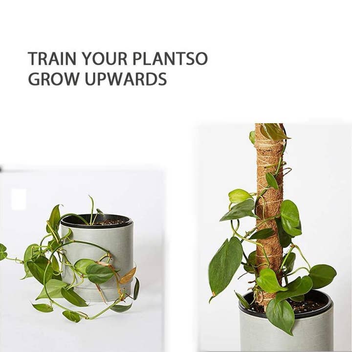 Bumble Plants - Wholesale Live Plant - Coco Coir Climbing Pole1