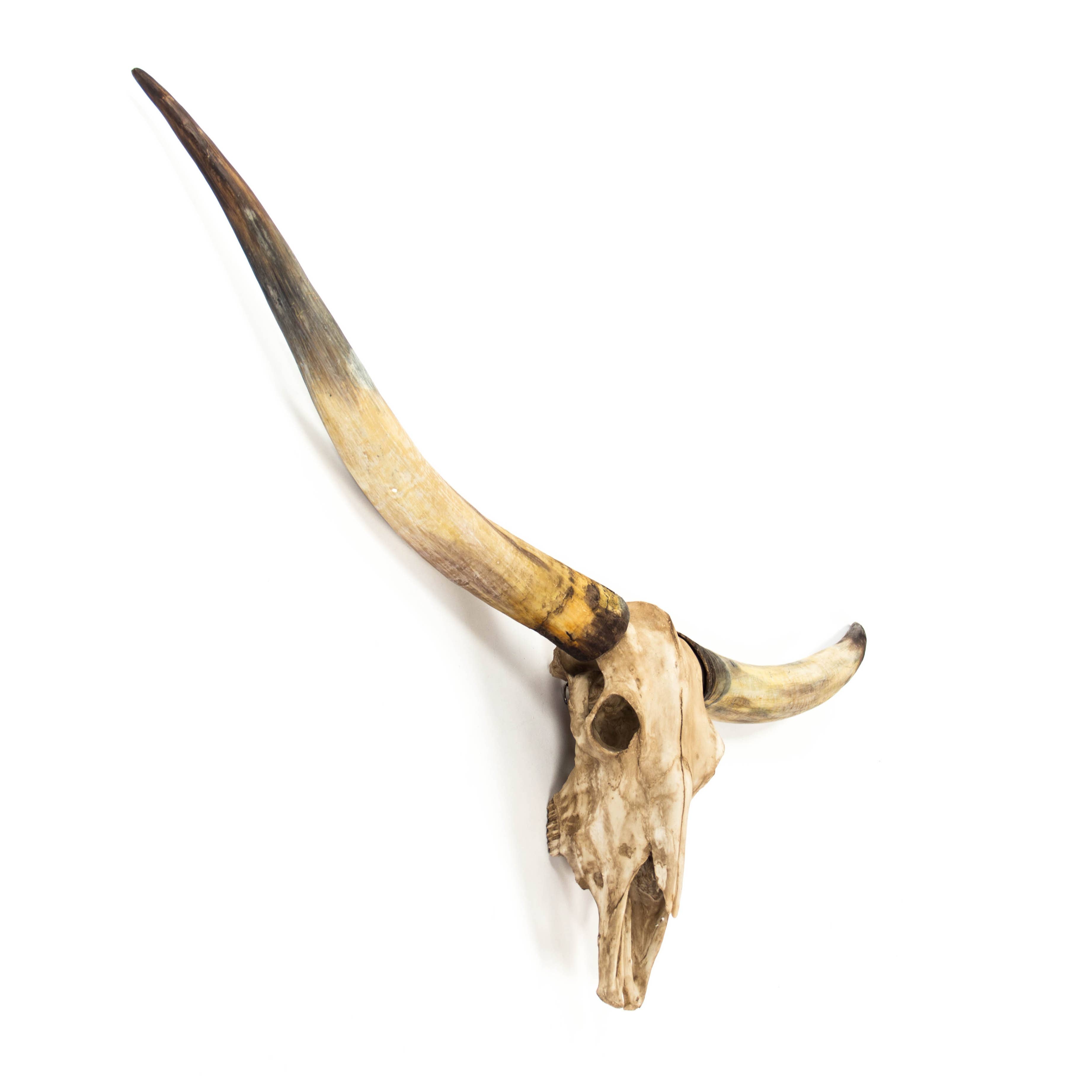 Antique Ivory Texas Long Horn Skull Wall Decor for wholesale on Faire1