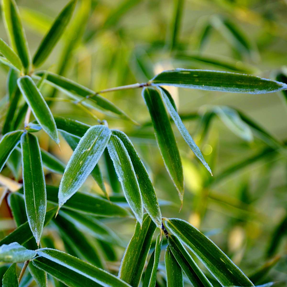 Oasis of Life - Wholesale Live plant - Bamboo – 3 Fargesia Rufa Plants – Green Garden Bamboo – Evergreen, Hardy & Non-Invasive – Ideal as Hedge or Container Plant – Easy to Care for & Robust – Height 25–40cm – Ø13cm6