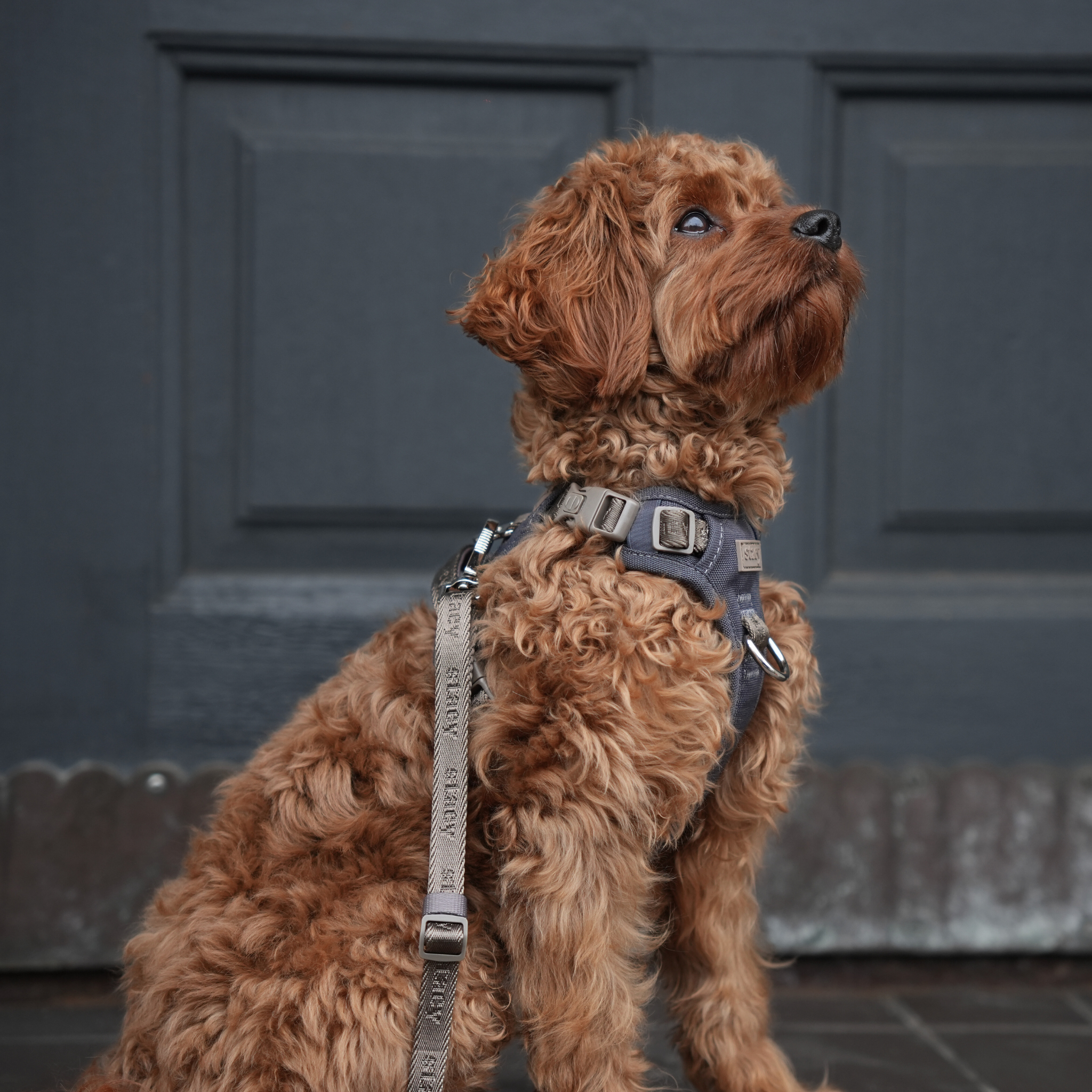 Staey – Großhandel Haustiergeschirr – Hund – Elma Active Hundegeschirr | Storm5