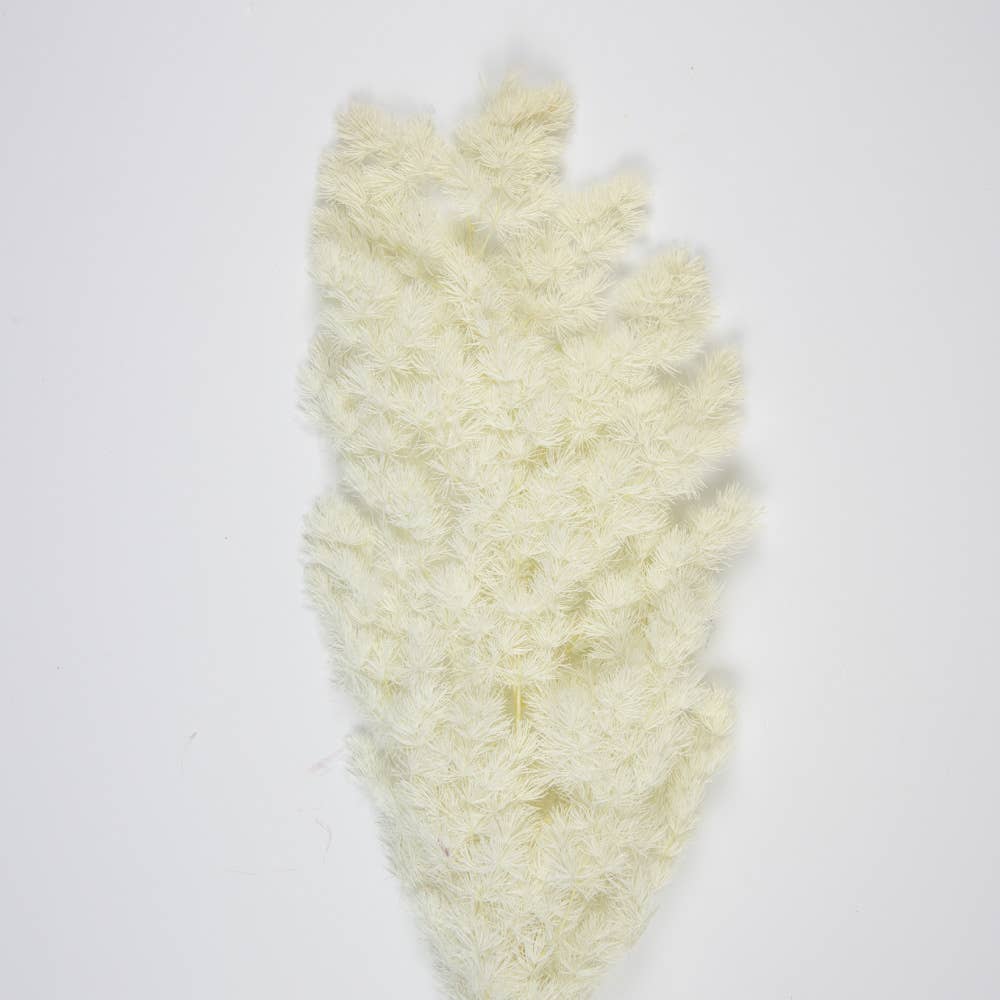 Party Pro - Wholesale Dried/Pressed Flowers - BOUQUET OF PAMPAS WHITE ASPARAGUS0
