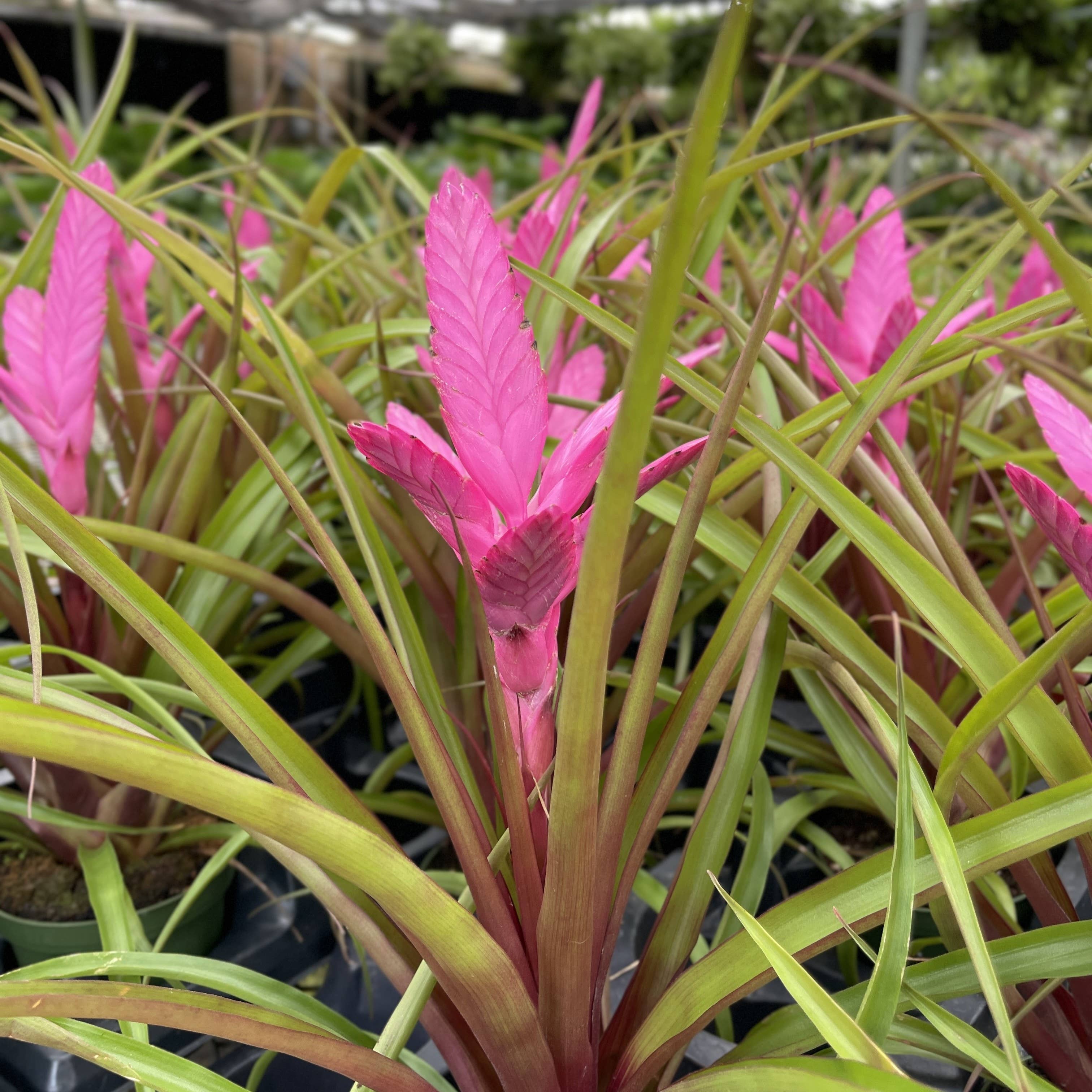 Thorsen's Greenhouse - Wholesale Live Plant - Antonio Pink Bromeliad - 4" Live Plant1