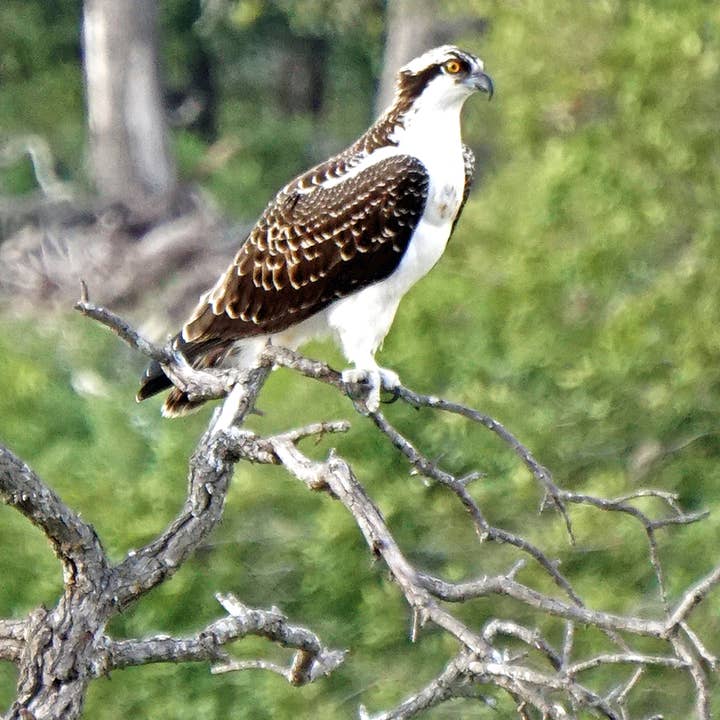 Osprey Handmade Everyday Greeting Card for wholesale by Ann Woodall Studios