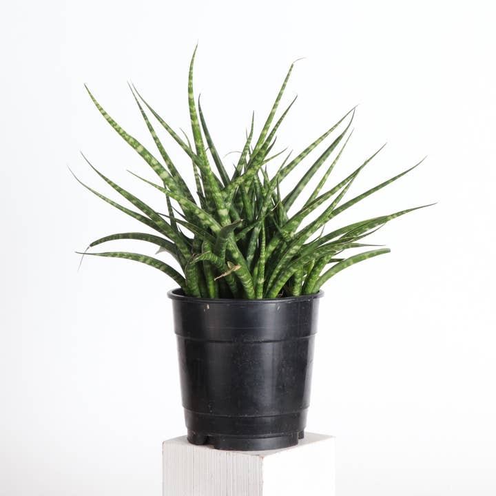 Thorsen's Greenhouse - Wholesale Live Plant - Sansevieria Fernwood - Live Plant7