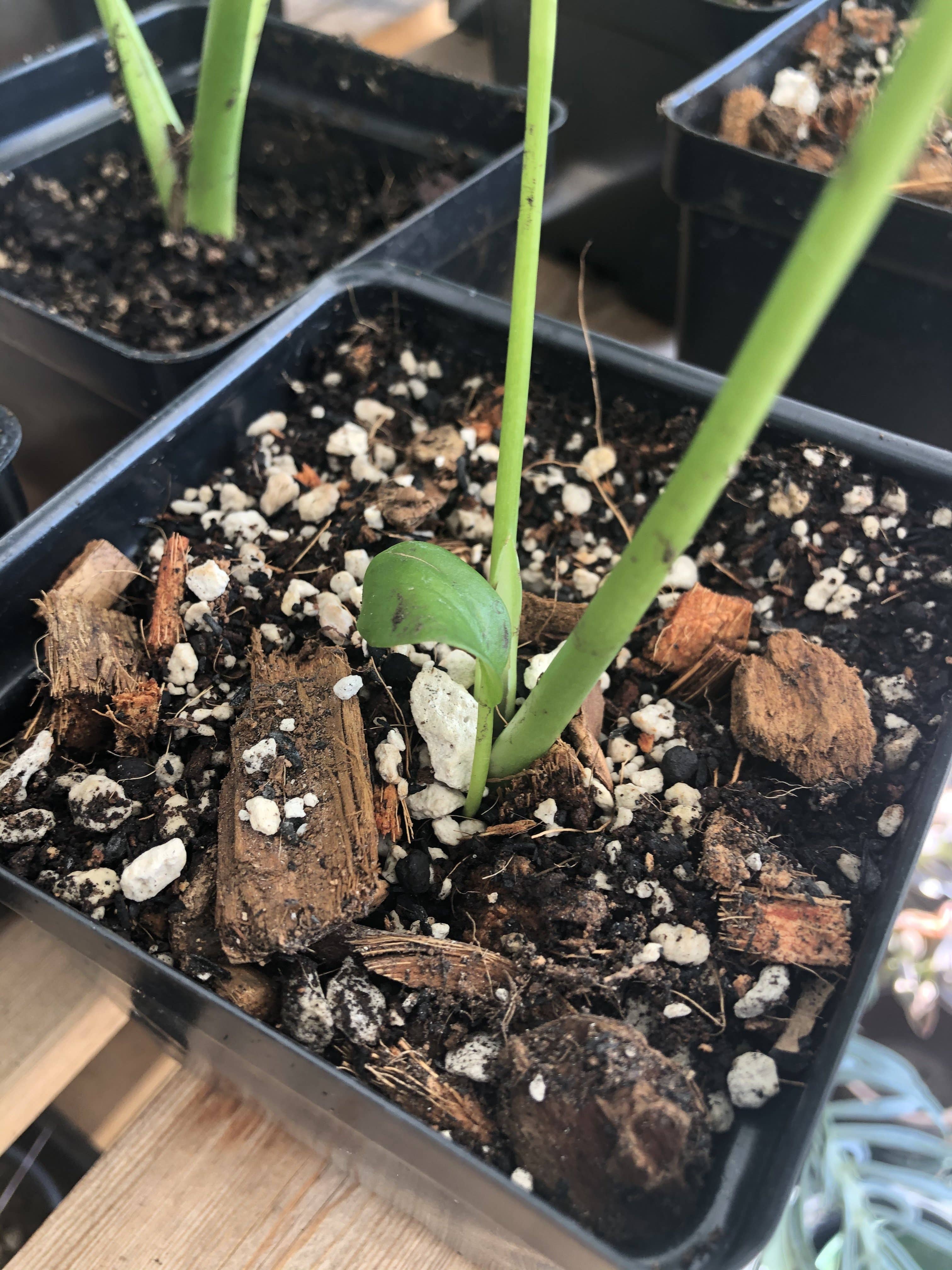 Rooting For You Plant Nursery - Vente Terreau de plantation/rempotage - Mélange de rempotage Premium MONSTERA4