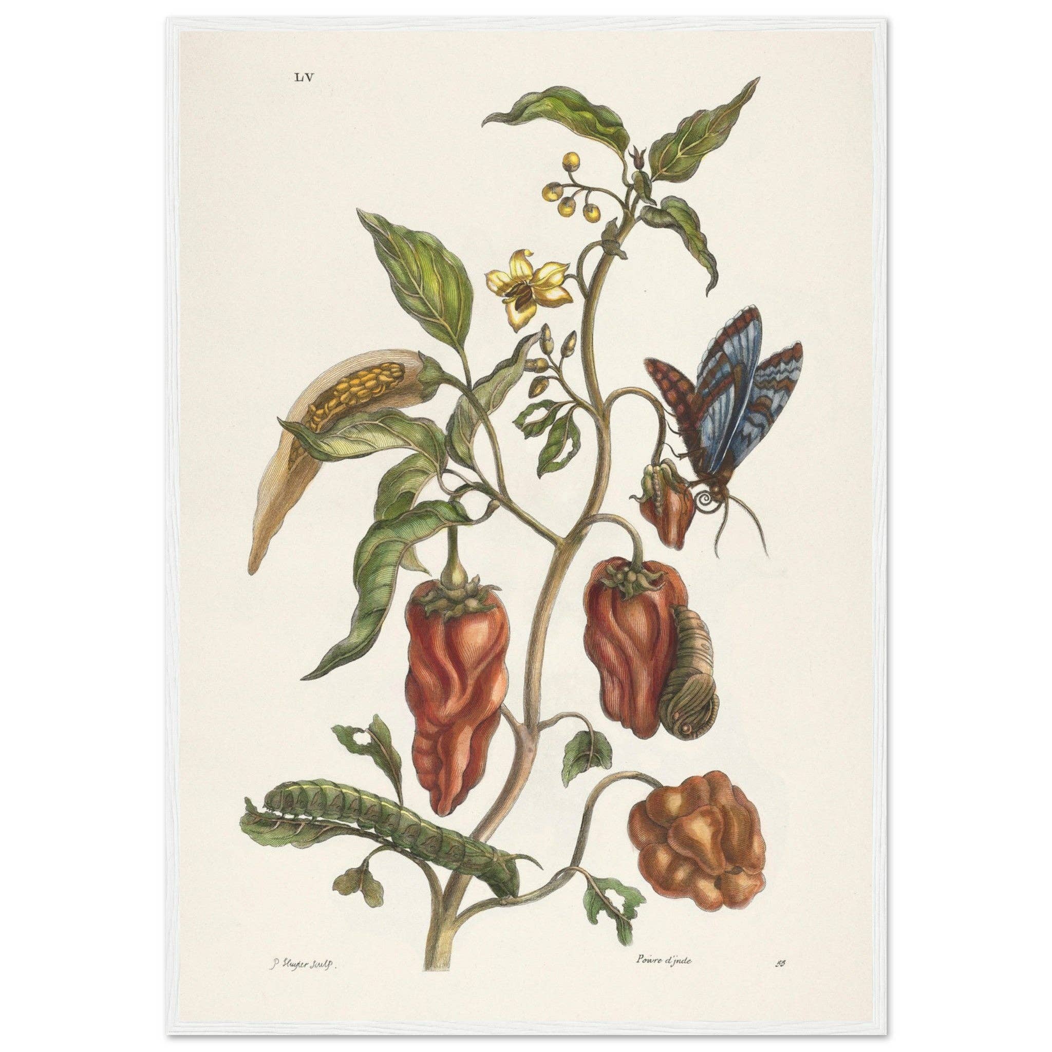 Maison de Paloma - Wholesale Art Print - Poivre d'Inde16