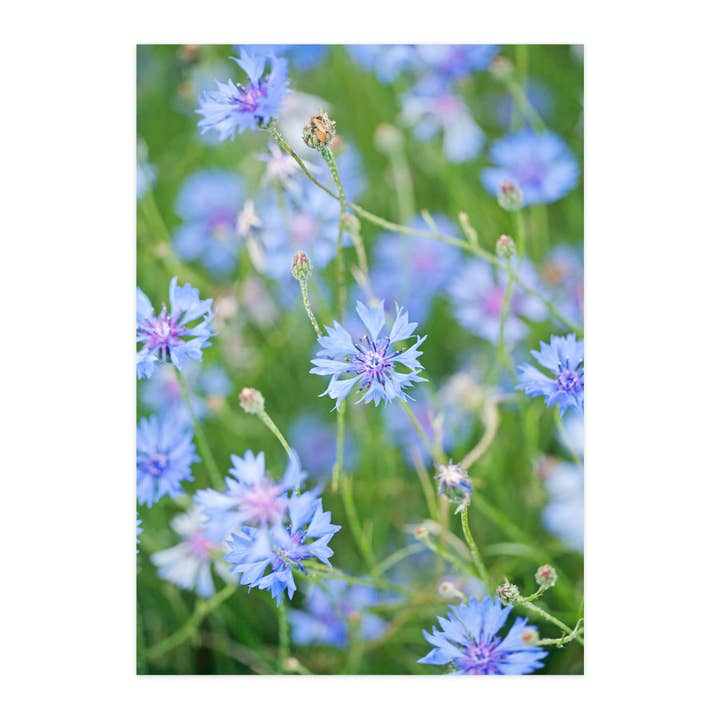 Postcard "Cornflowers" for wholesale by paruspaper. nutzfeine papeterie