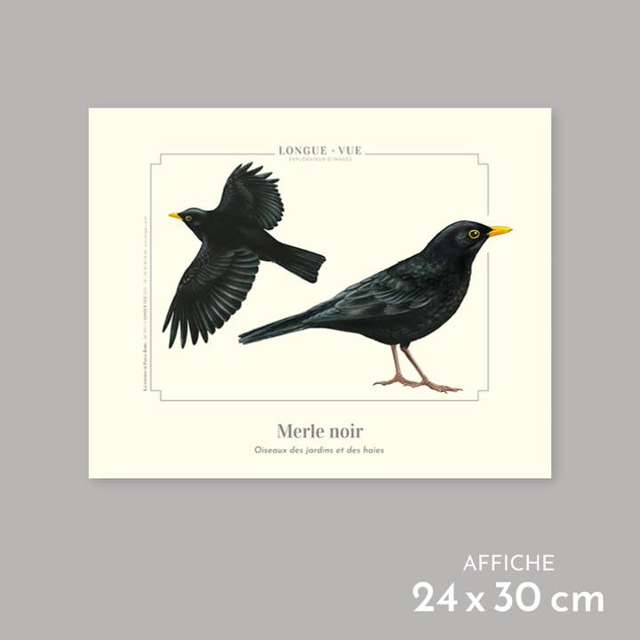 Blackbird - Poster for wholesale by Longue-vue