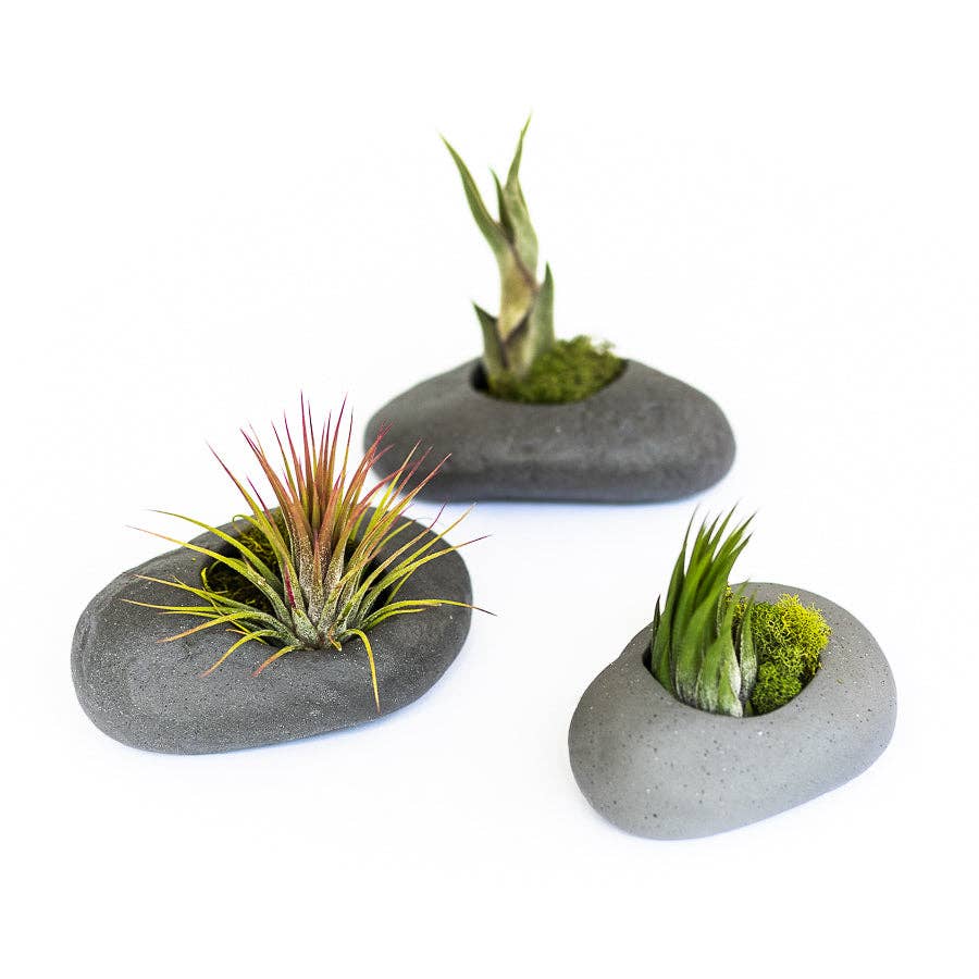 Air Plant Shop - Wholesale Plant Pot - Gray Ceramic Stone Planters4