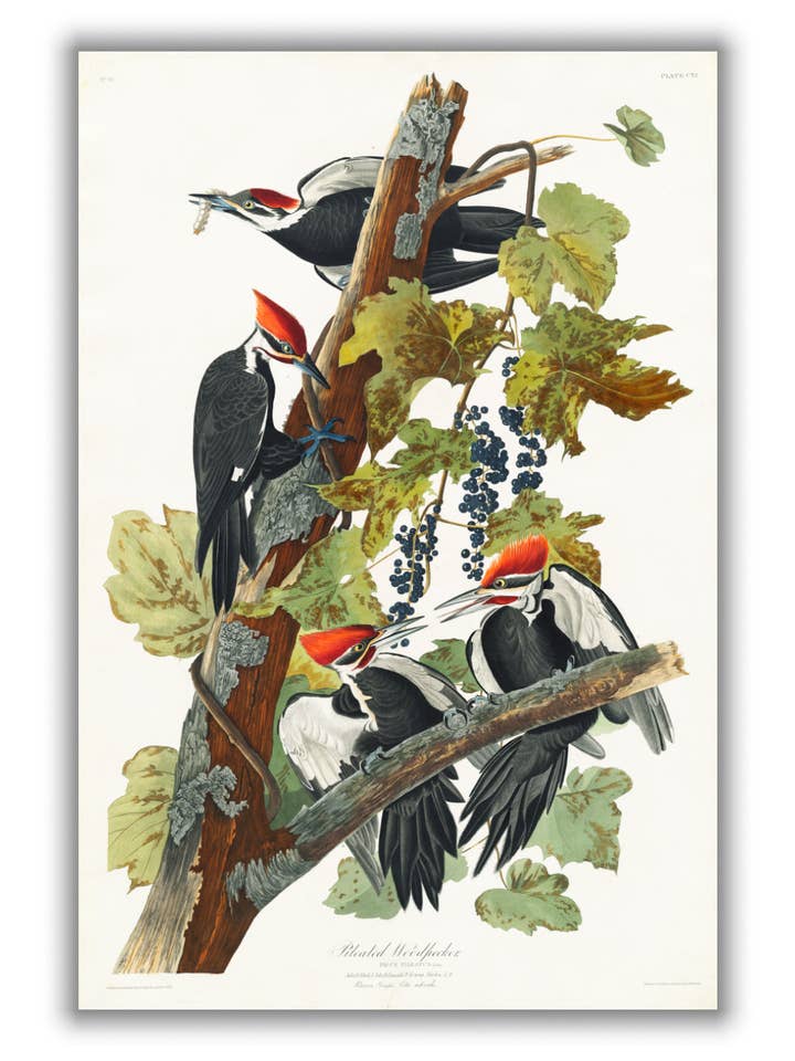Pileated Woodpecker - Birds of America by John Audubon for wholesale by Stanley Print House