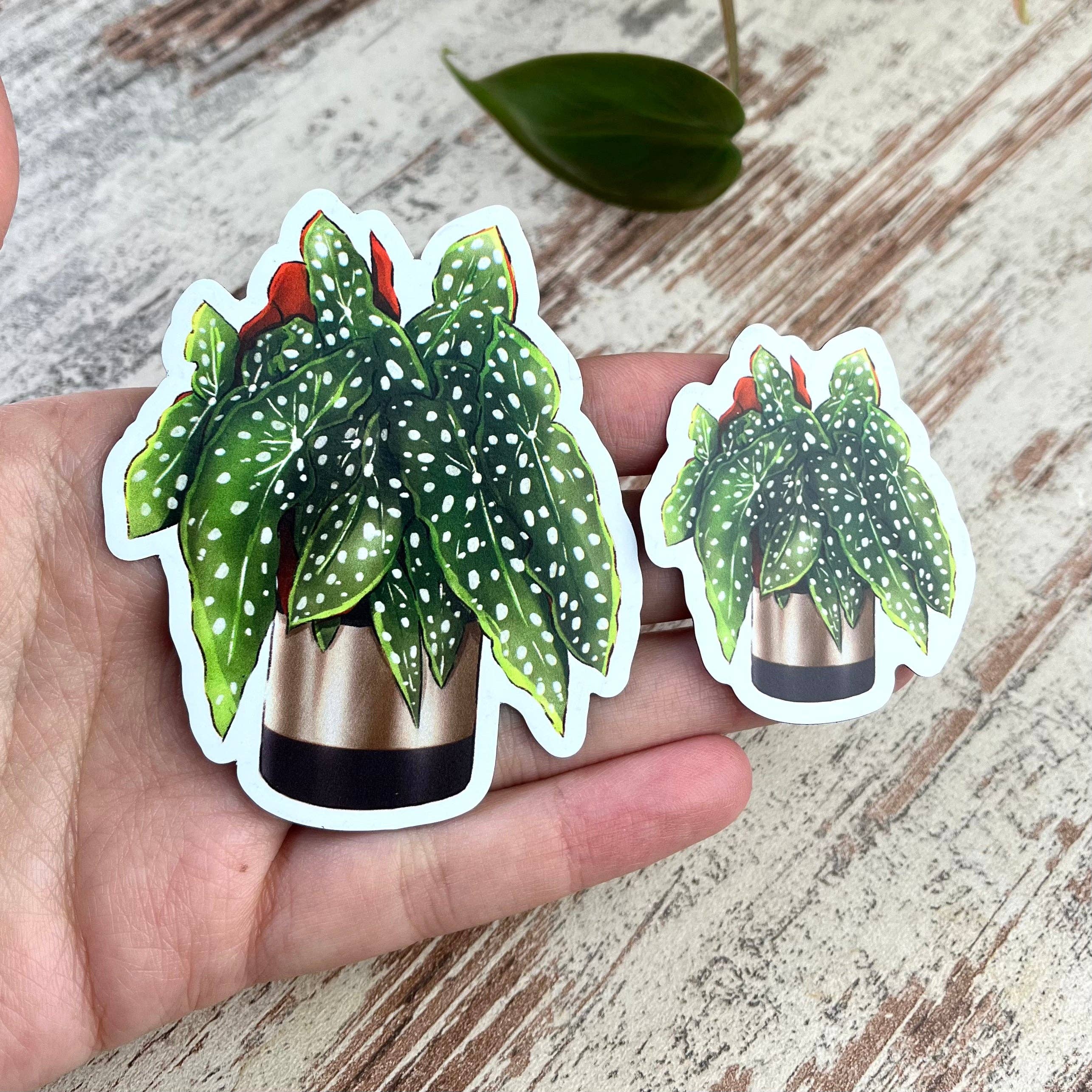 plantyintroverts - Wholesale Magnet - Magnet - Begonia Maculata in Pot, Plantmom, Plantlover2