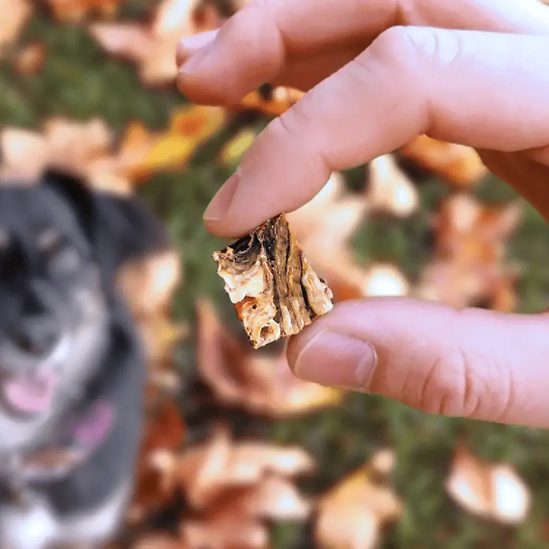 Goodchap's – wholesale Pet treats – Dog – Mr Fisher's Fish Skins | CDU of 10 Packs 3