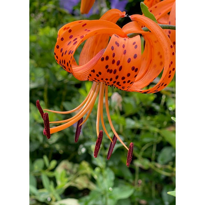 z Fotografia di Biglietto di Auguri Fiore Giglio Tigrato_02 per la vendita all'ingrosso da parte di PhotoWord Art