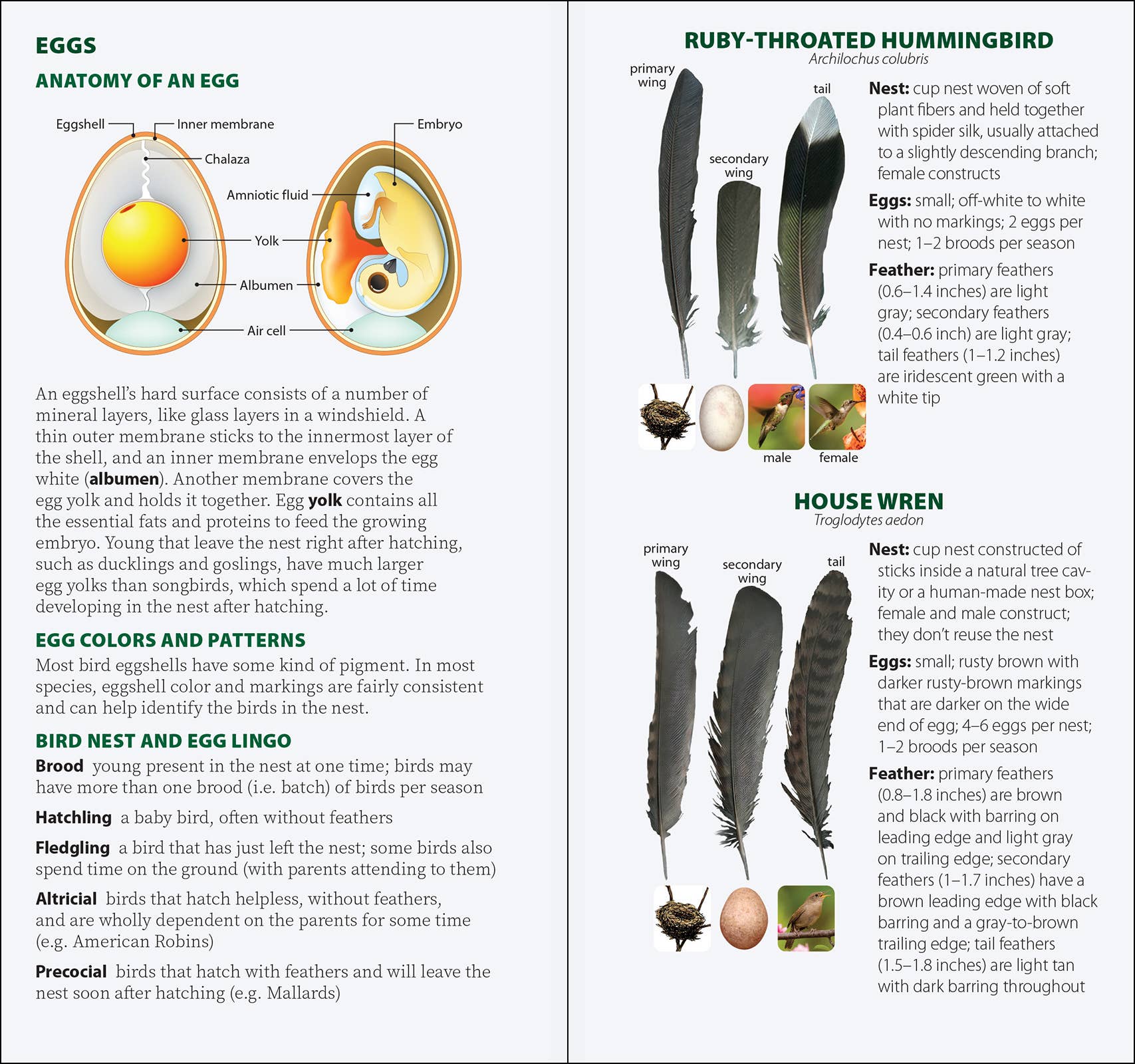 AdventureKEEN - Wholesale Nature & Outdoors - Bird Feathers & Eggs of the Midwest Quick Guide6