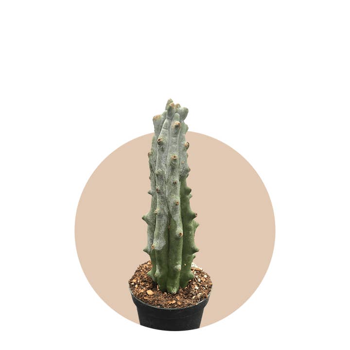 4" Ghost White Boobie Cactus for wholesale by Down to Dirt Plants
