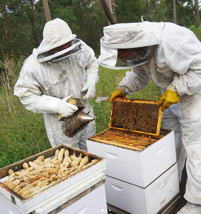 Humble Bee Australia – Mel por atacado – Mel Cru 100% Australiano - 200 gramas2