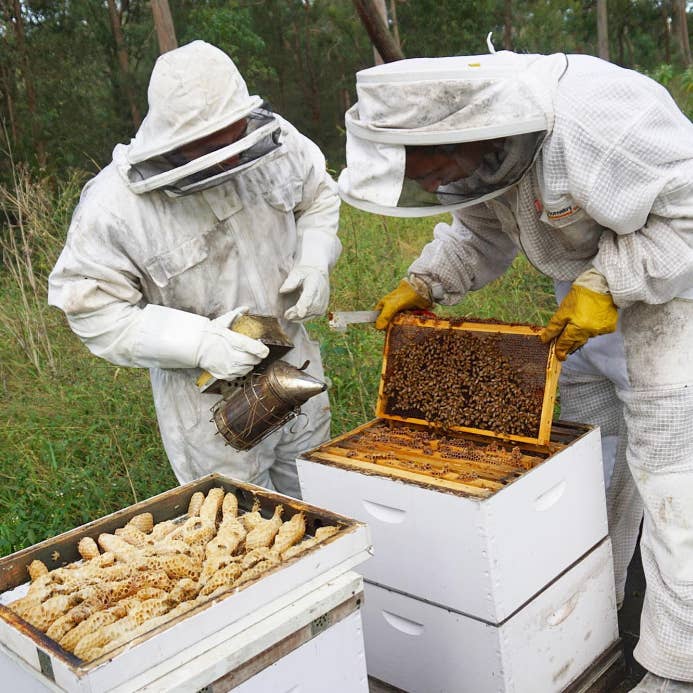 Humble Bee Australia - Wholesale Honey - 100% Raw Australian Honey - 500 Grams2