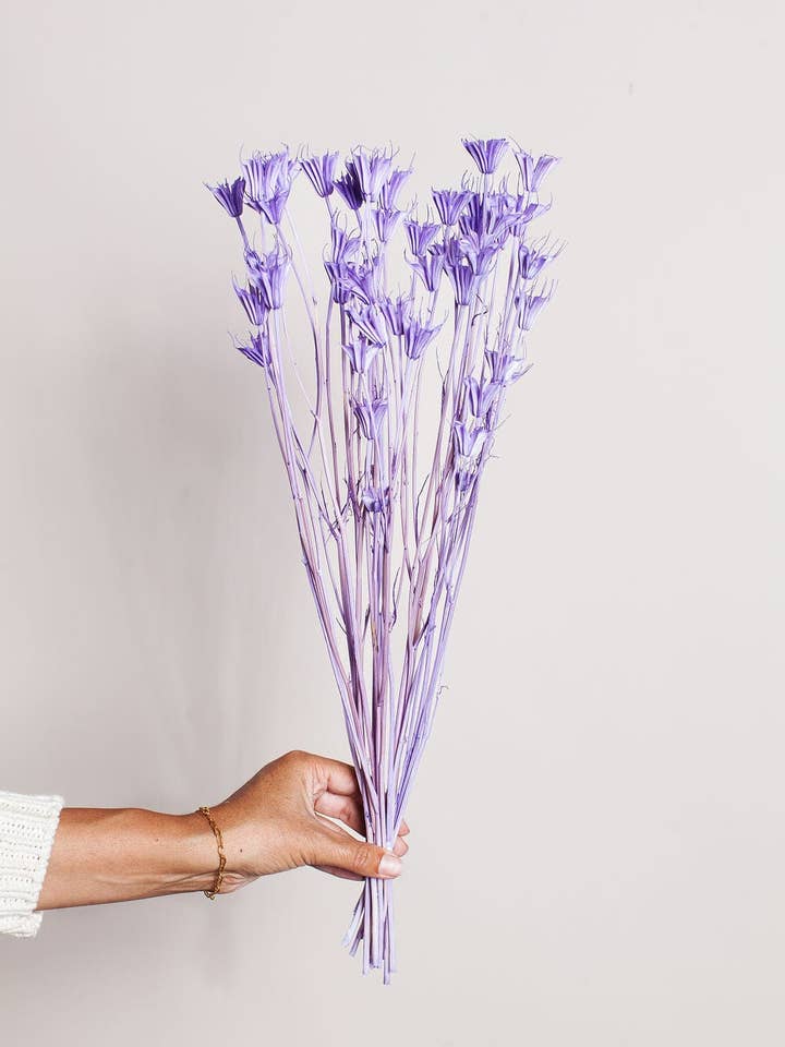 Lavendel Torkad Nigella för wholesale av Idlewild Floral Co.