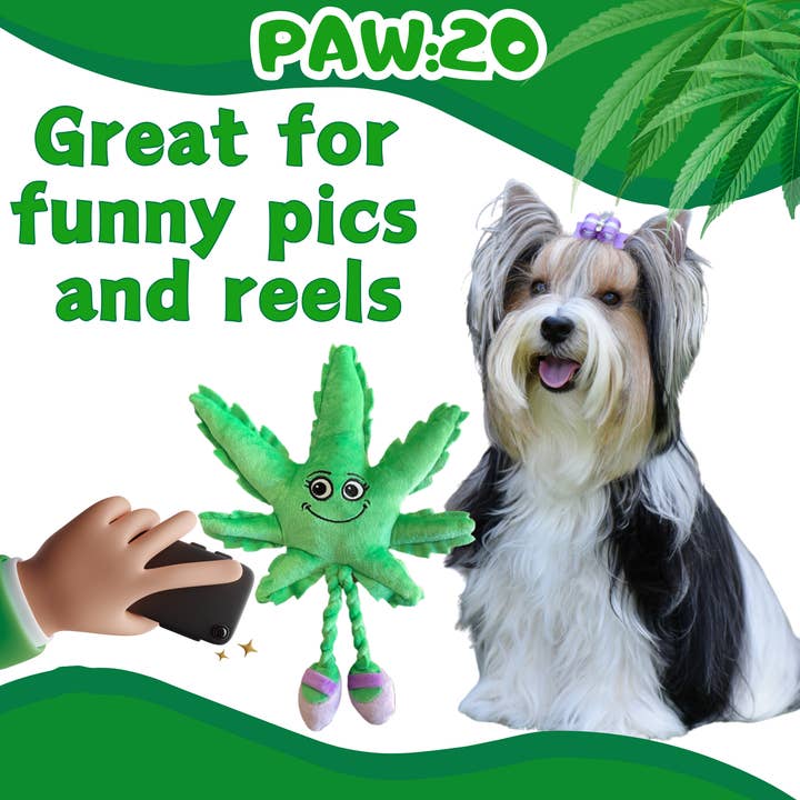 PAW:20 - Wholesale Pet Squeaky Toy - Dog - Mary Jane the Marijuana Leaf, 420 Dog Toy & Shelf-Sitter3