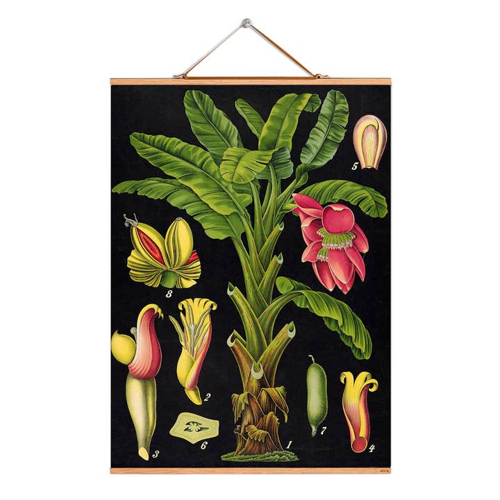 Scroll picture illustration # 040/palm/real banana for wholesale by Eicie