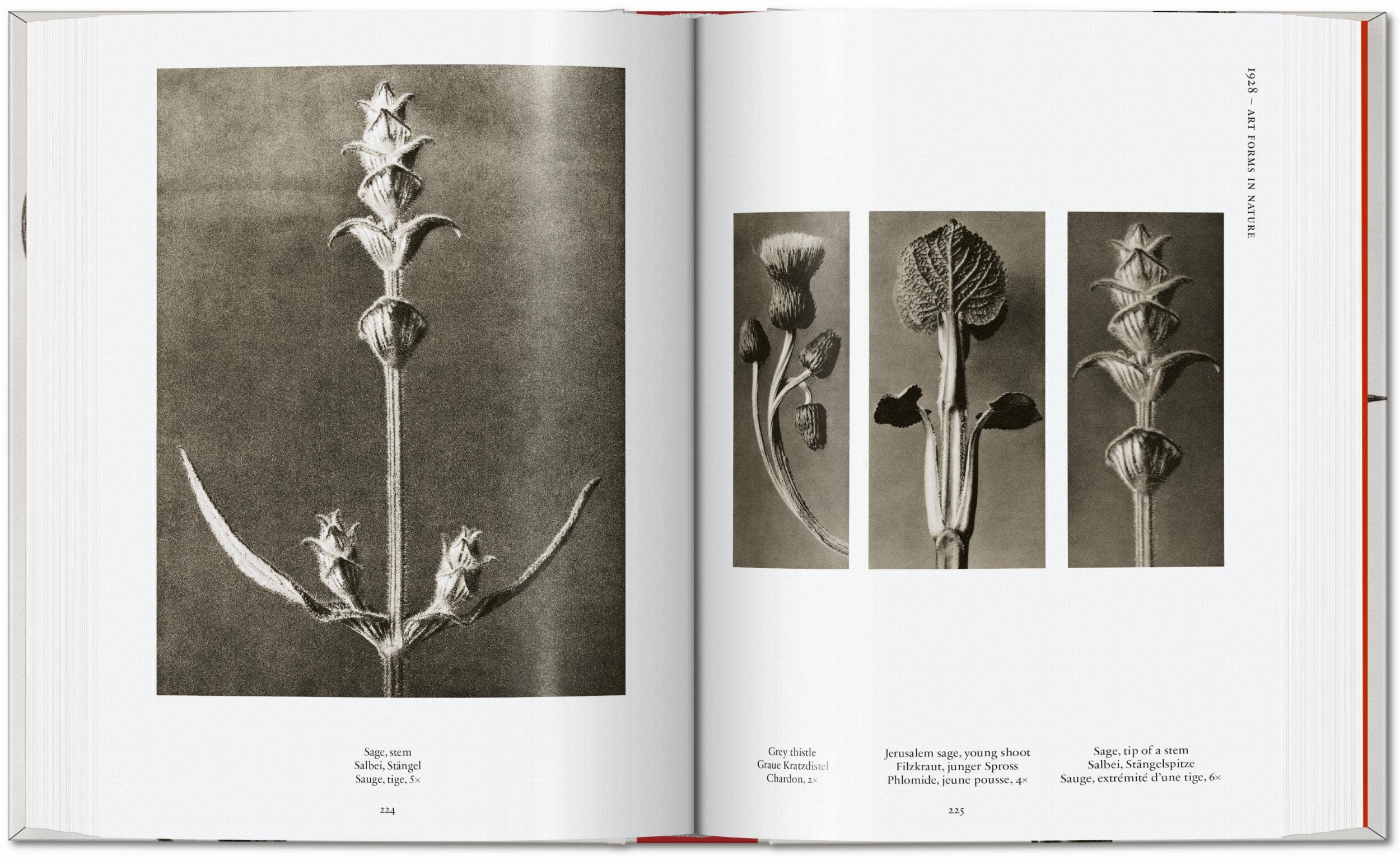 TASCHEN Europe - Wholesale Display Book - Karl Blossfeldt. The Complete Published Work. 45th Ed. (German, French, English)6