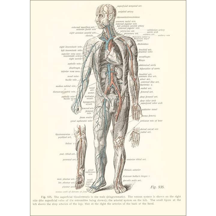 Found Image Press - Venta al por mayor Imanes - Diagrama del sistema venoso del imán AY-149