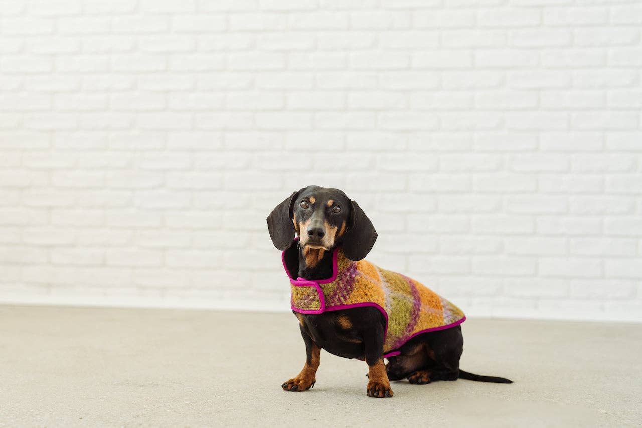 Dachshund Couture - Vendita all'ingrosso Cappotto - Cani - Cappotto invernale Degas per bassotto1