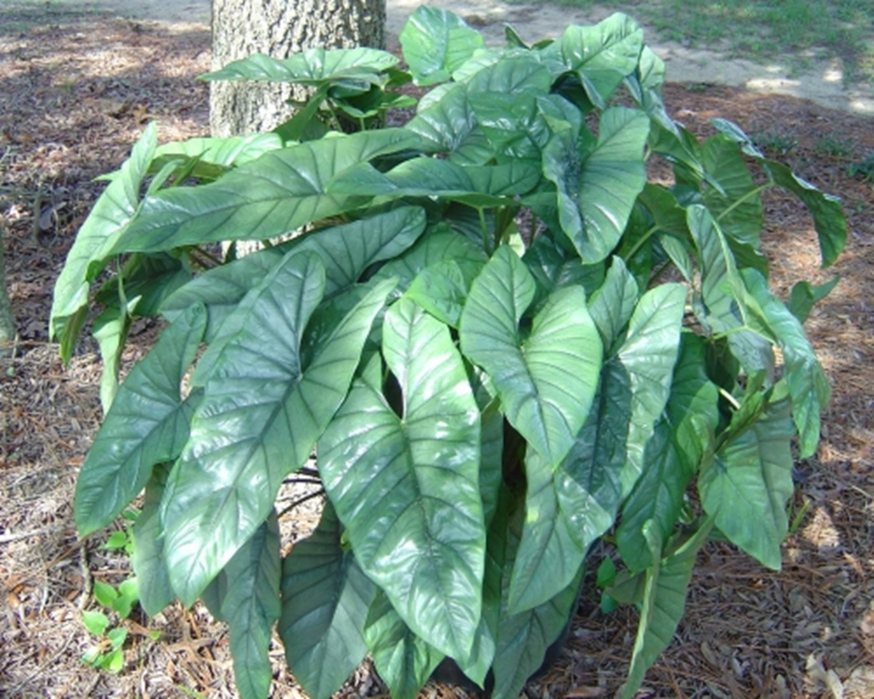 Dick's Sticks and Exotics - Wholesale Live Plant - Alocasia Corazon0