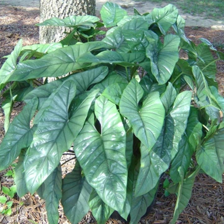 Rehab Plants. Super cheap. Unpotted. for wholesale by Dick's Sticks and Exotics