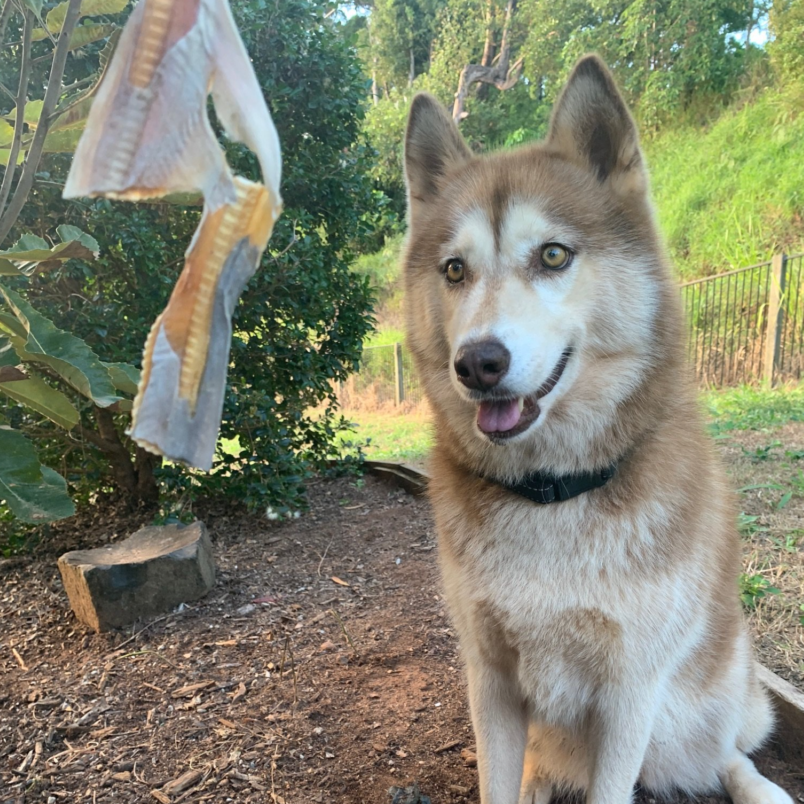 Rover Pet Products - Wholesale Pet Treats - Dog - Blade Runner - Shark Blade3