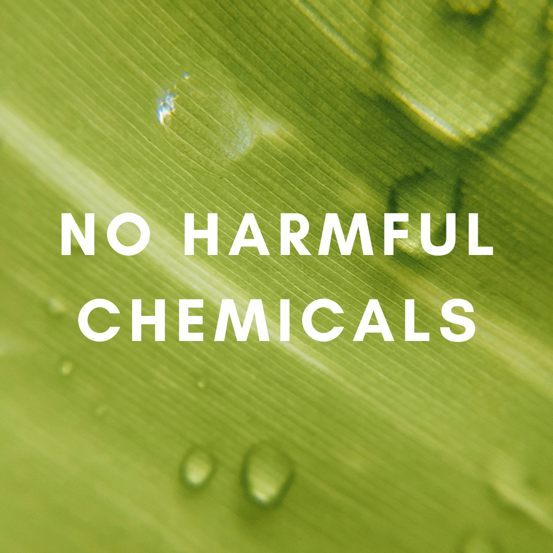 SunLeaf Naturals - Wholesale Reed Diffuser - 3 oz Reed Diffuser - Lemon Vetiver2