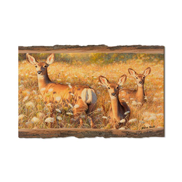 DaydreamHQ - Wholesale Postcard - Light and Lace - Wood Magnets & Postcards