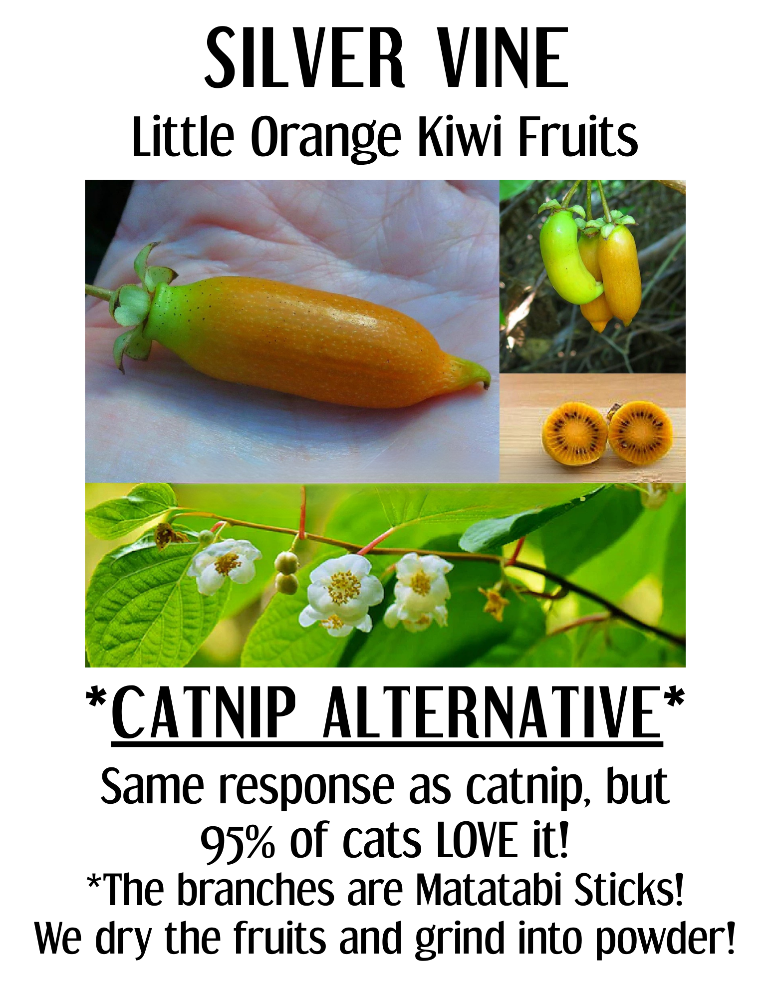 SHADY CAT SOCIAL CLUB - Vente Jouet – chat - Bâtonnets Matatabi | Jouet à mâcher pour chat | NOUVEAU ! Imprimables !4