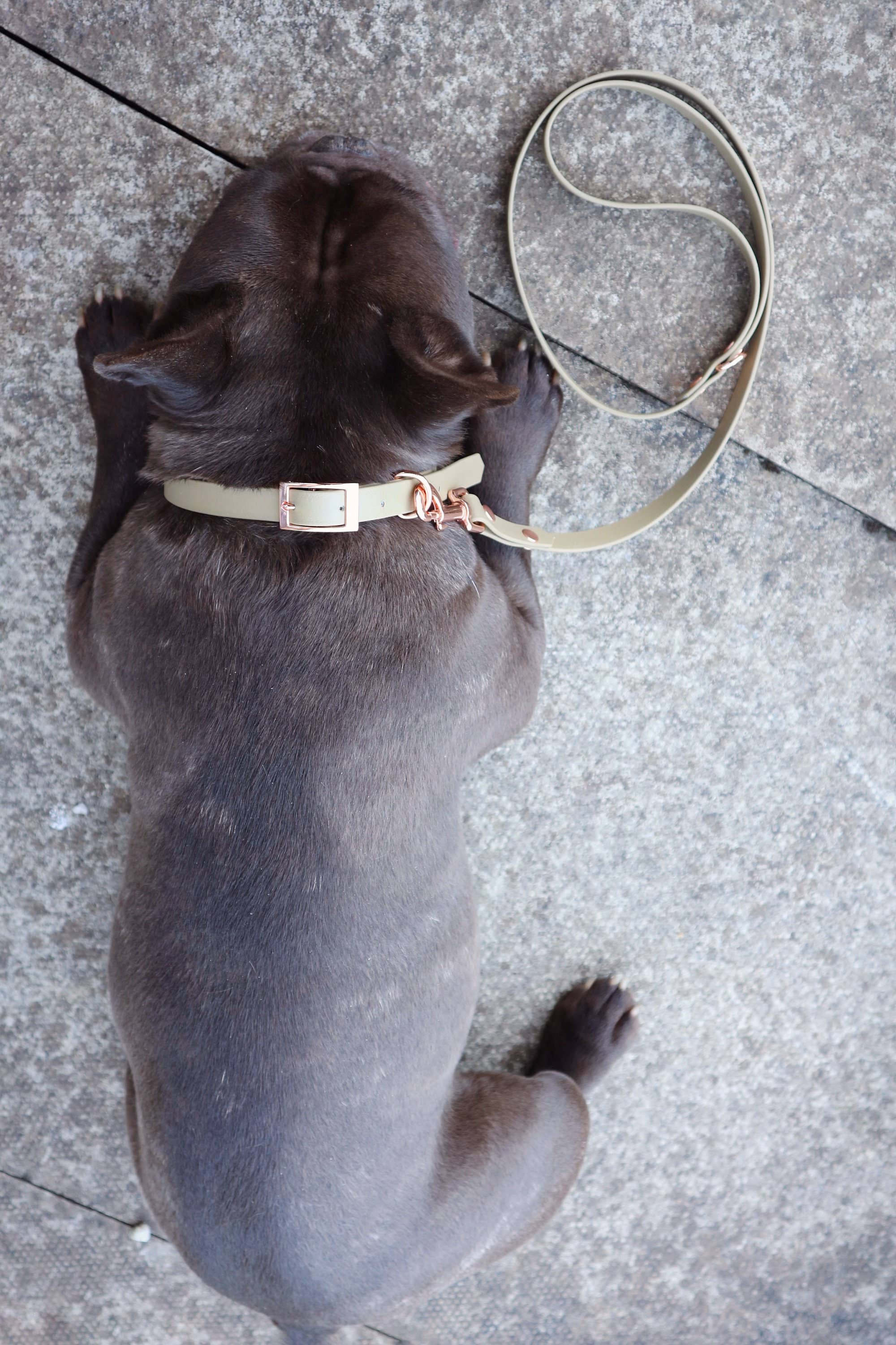 Pet Pooch Boutique - Venta al por mayor Correa - Perros - Correa para perro de Biothane caqui - Accesorios metálicos - Hecho a mano2