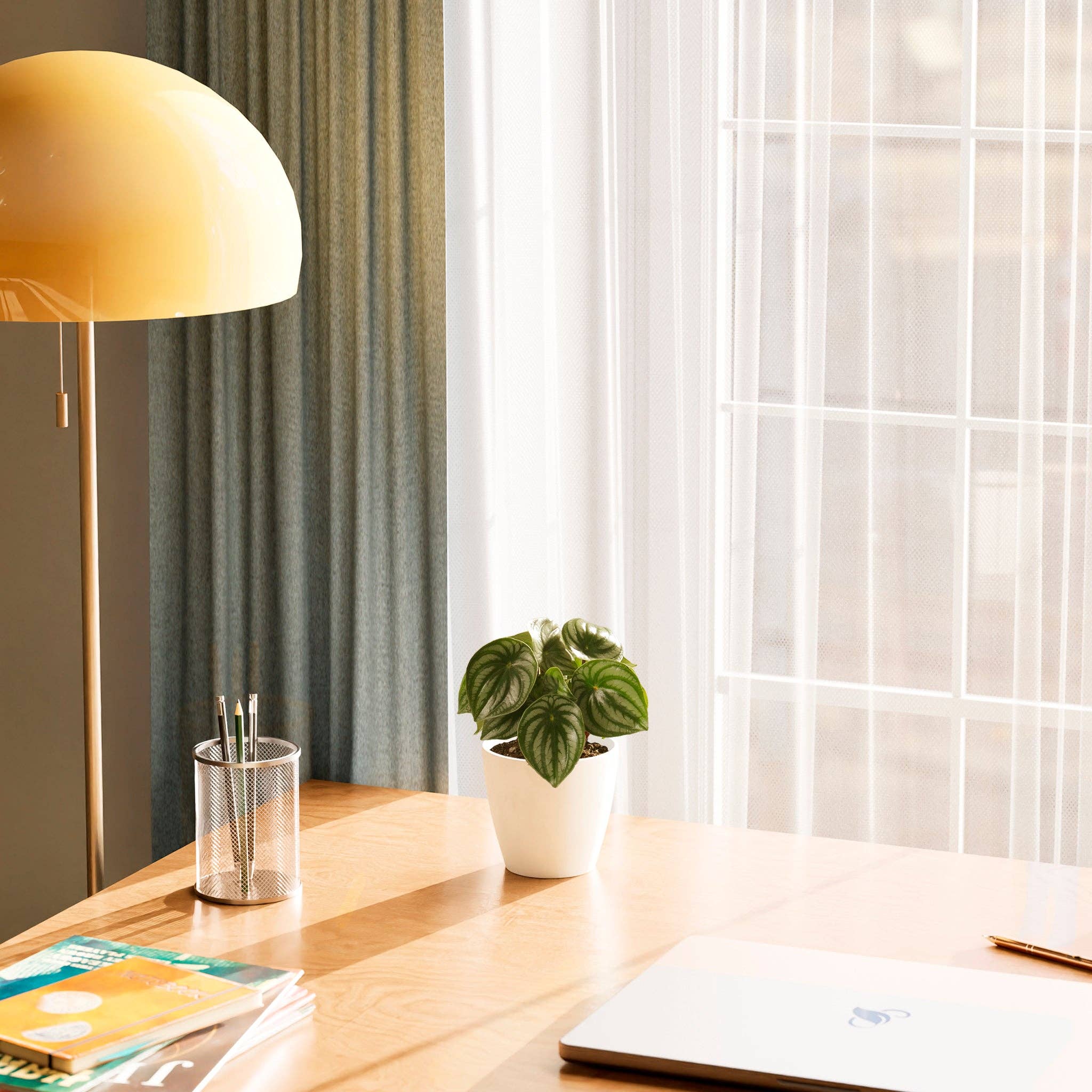 Lively Root - Wholesale Live Plant - Watermelon Peperomia4