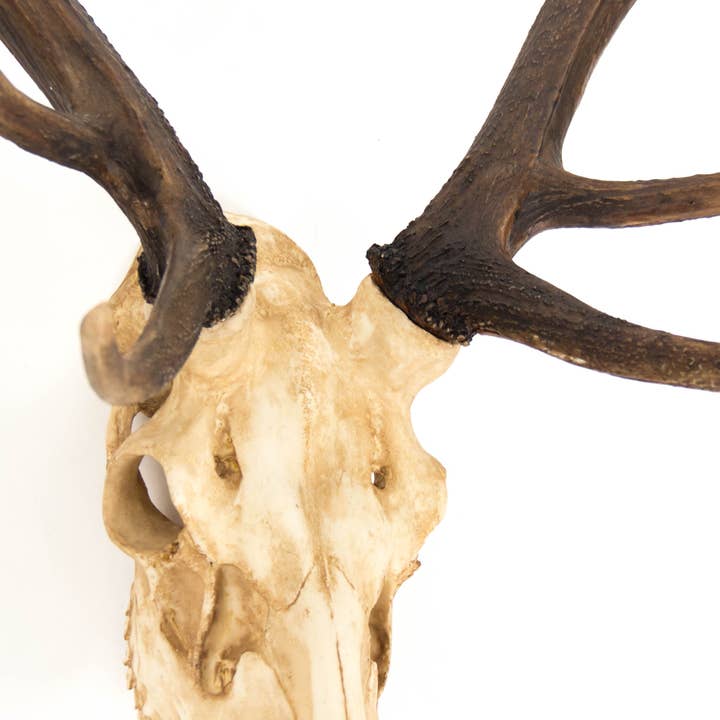 Off-White Deer Skull Wall Decor for wholesale on Faire2