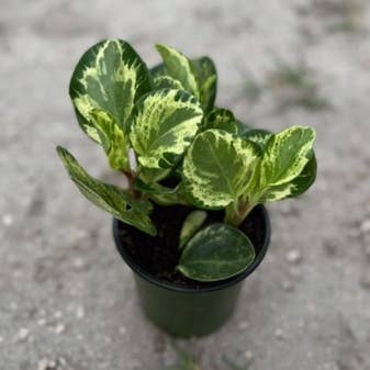 Peperomia Obtusifolia, 4 po pour la vente par Triad Plants