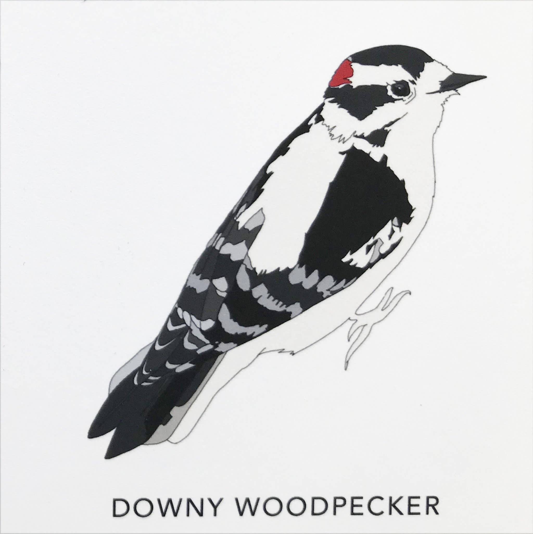 Kate Broughton – wholesale Art print – Birds of North America Print4