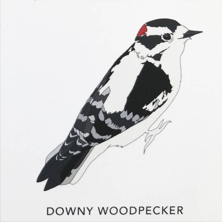 Kate Broughton – wholesale Art print – Birds of North America Print4