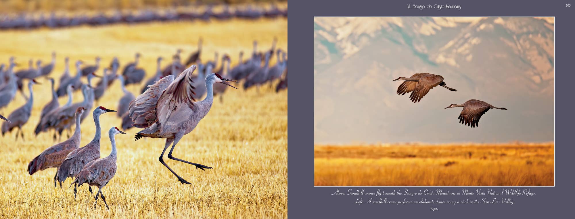 Collier Publishing LLC - Wholesale Nature & Outdoors - Colorado (A Large Coffee-Table Book 14" x 11", Autographed)23