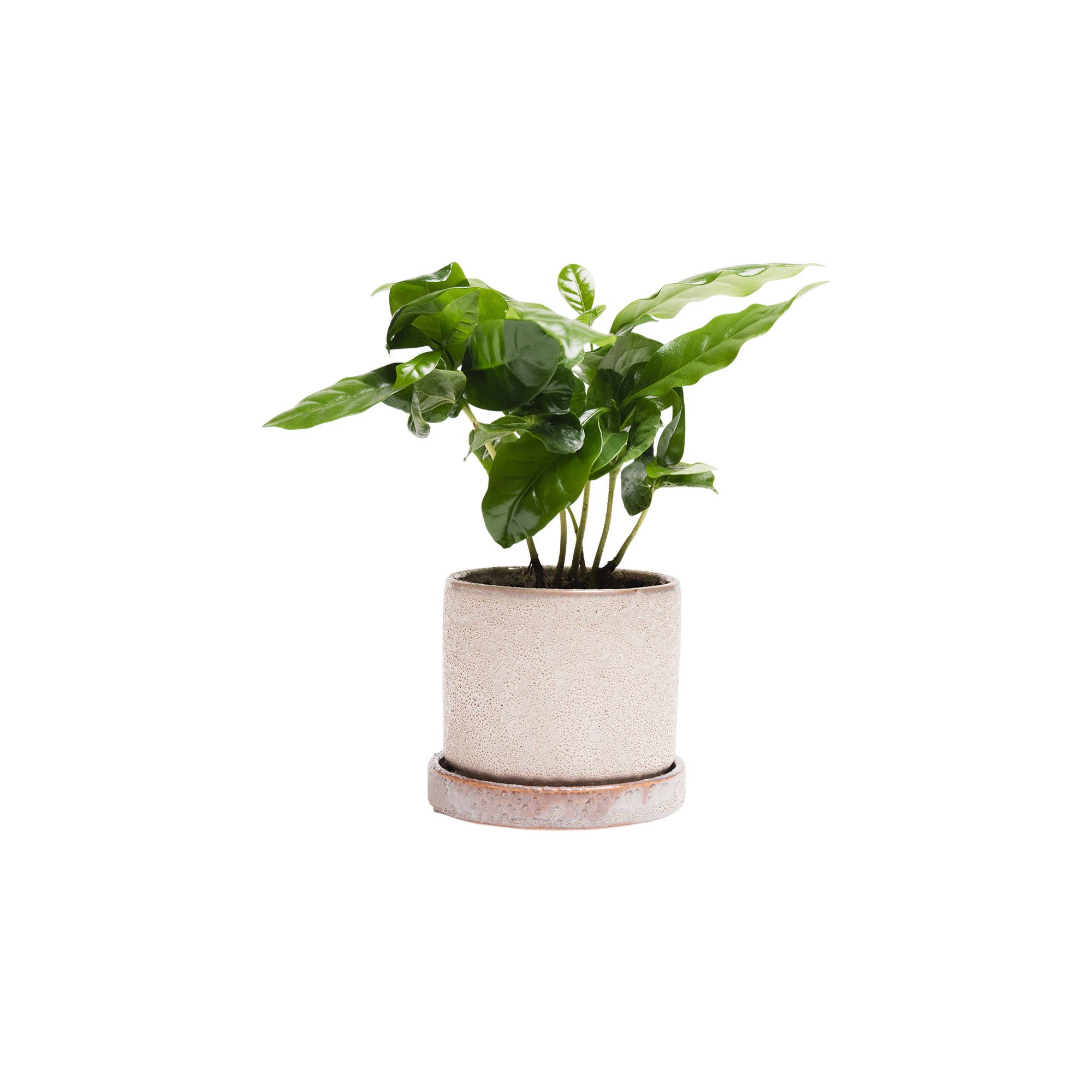 Ivory Speckles Minute Pots And Planters Plant Pots Indoor 3 Inch for wholesale on Faire