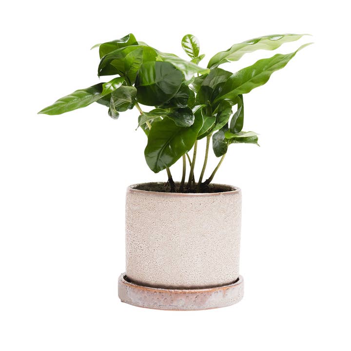 Ivory Speckles Minute Pots And Planters Plant Pots Indoor 3 Inch for wholesale on Faire0