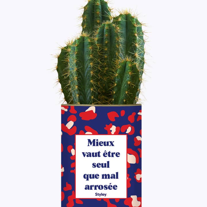 Styley - Wholesale Succulent - Mieux Vaut Être Seule Que Mal Arrosée - Cactus