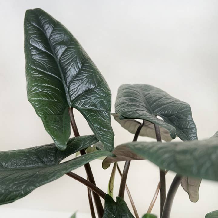 House Plant Wholesale - Wholesale Live Plant - Alocasia 'Scalprum' - 6" Pot