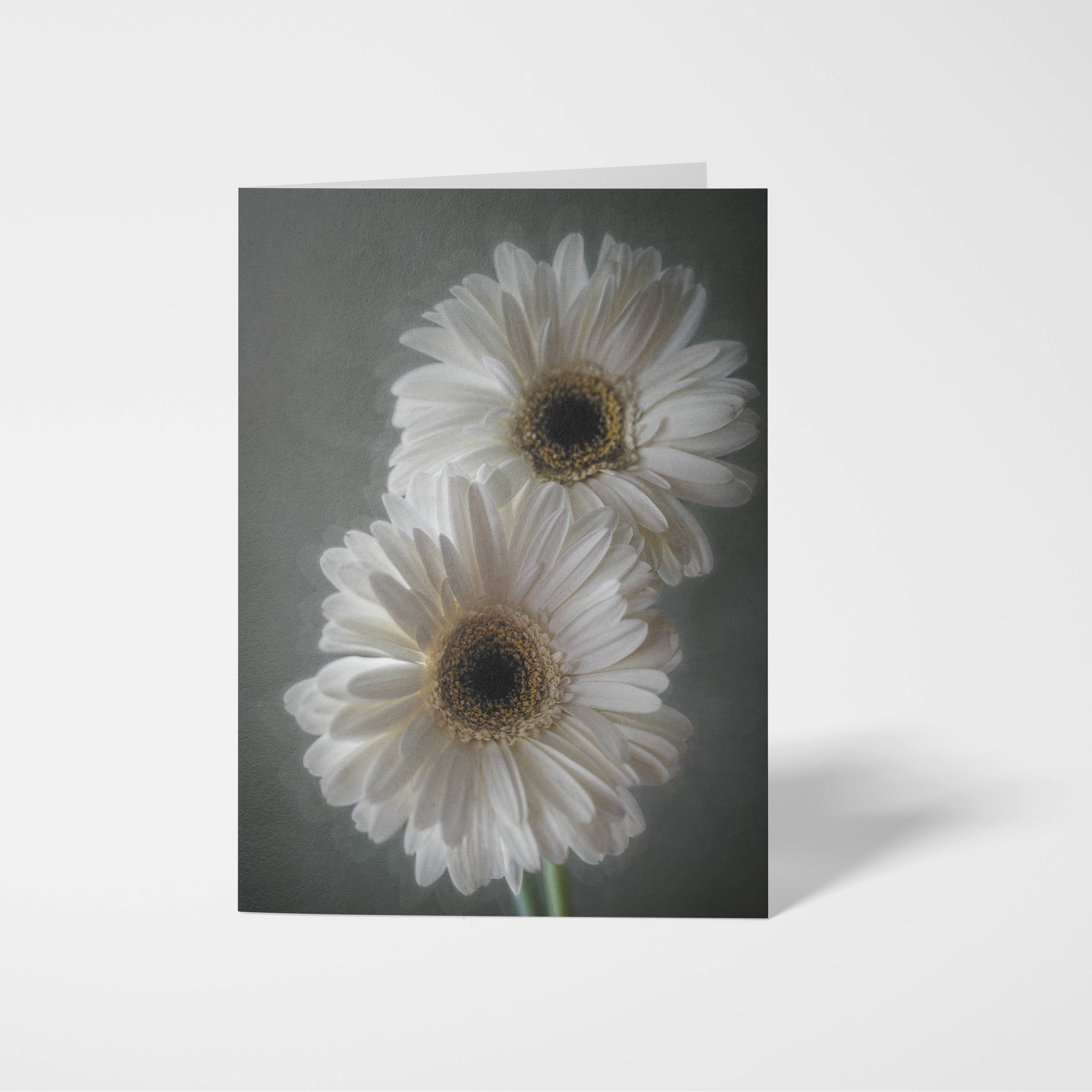 Sheryl’s Virtual Garden - Wholesale Everyday Greeting Card - Dreamy Daisies Single 5x7 Gerbera Daisy Greeting Card