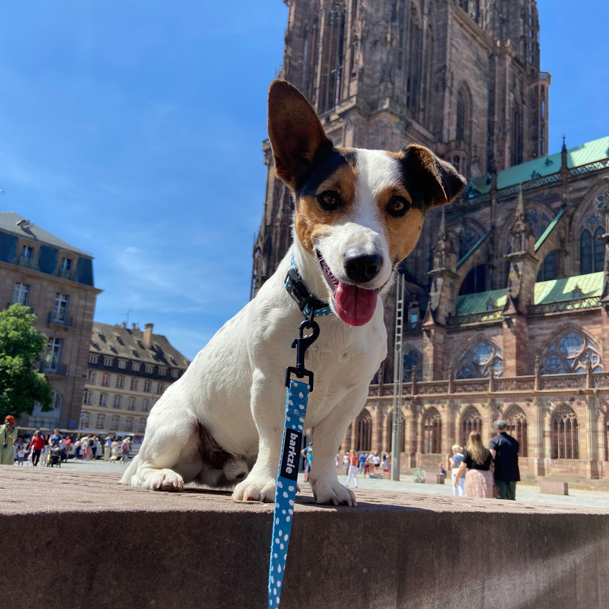 barkzie – Großhandel Leine – Hund – Leine „Nice“ – 1,50 m robuste und flexible Hundeleine3