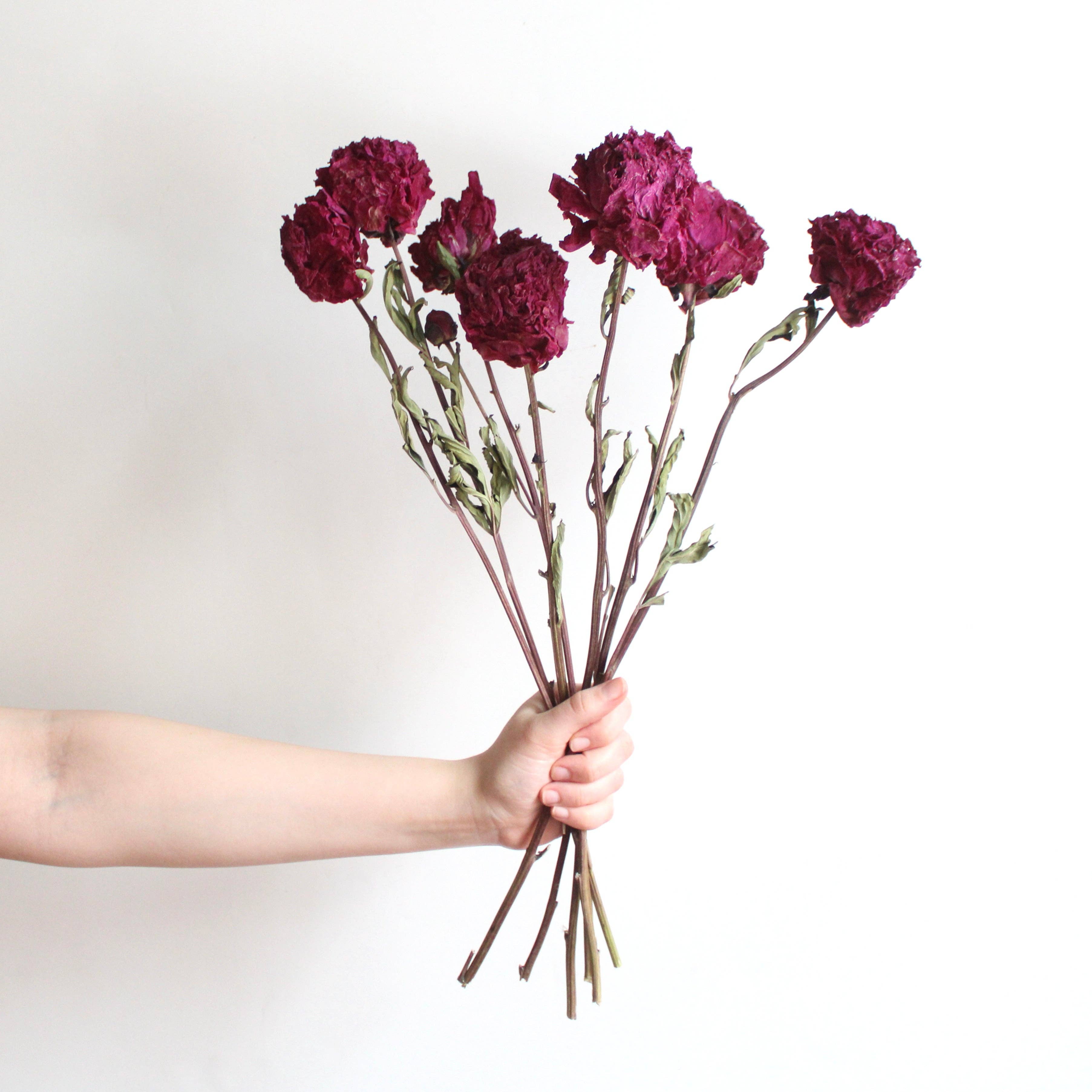 Roxanne's Dried Flowers - Wholesale Dried/Pressed Flowers - Peony - Dried10